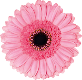 Petticoat Gerbera
