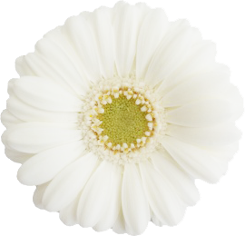 albino