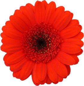 suri